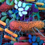میکروبیوم انسان چیست؟درباره تریلیون ها میکروارگانیسم موجود در بدن خود بیشتر بدانید.